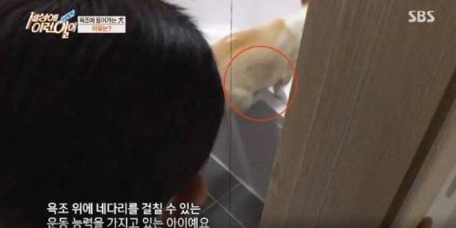 집에 올 때 마다 욕조에 있었던 강아지의 속사정.jpg