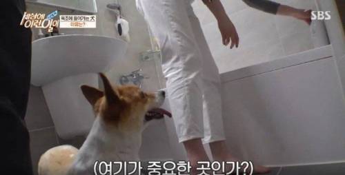 집에 올 때 마다 욕조에 있었던 강아지의 속사정.jpg