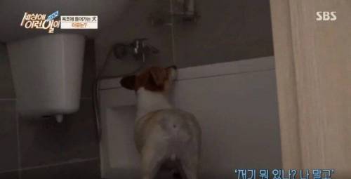 집에 올 때 마다 욕조에 있었던 강아지의 속사정.jpg