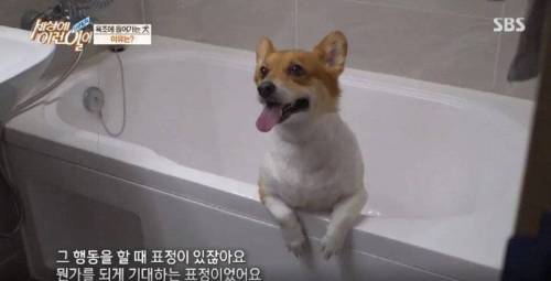 집에 올 때 마다 욕조에 있었던 강아지의 속사정.jpg