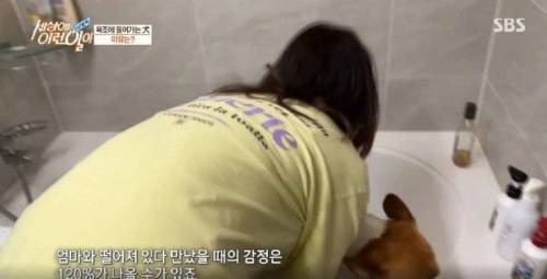 집에 올 때 마다 욕조에 있었던 강아지의 속사정.jpg