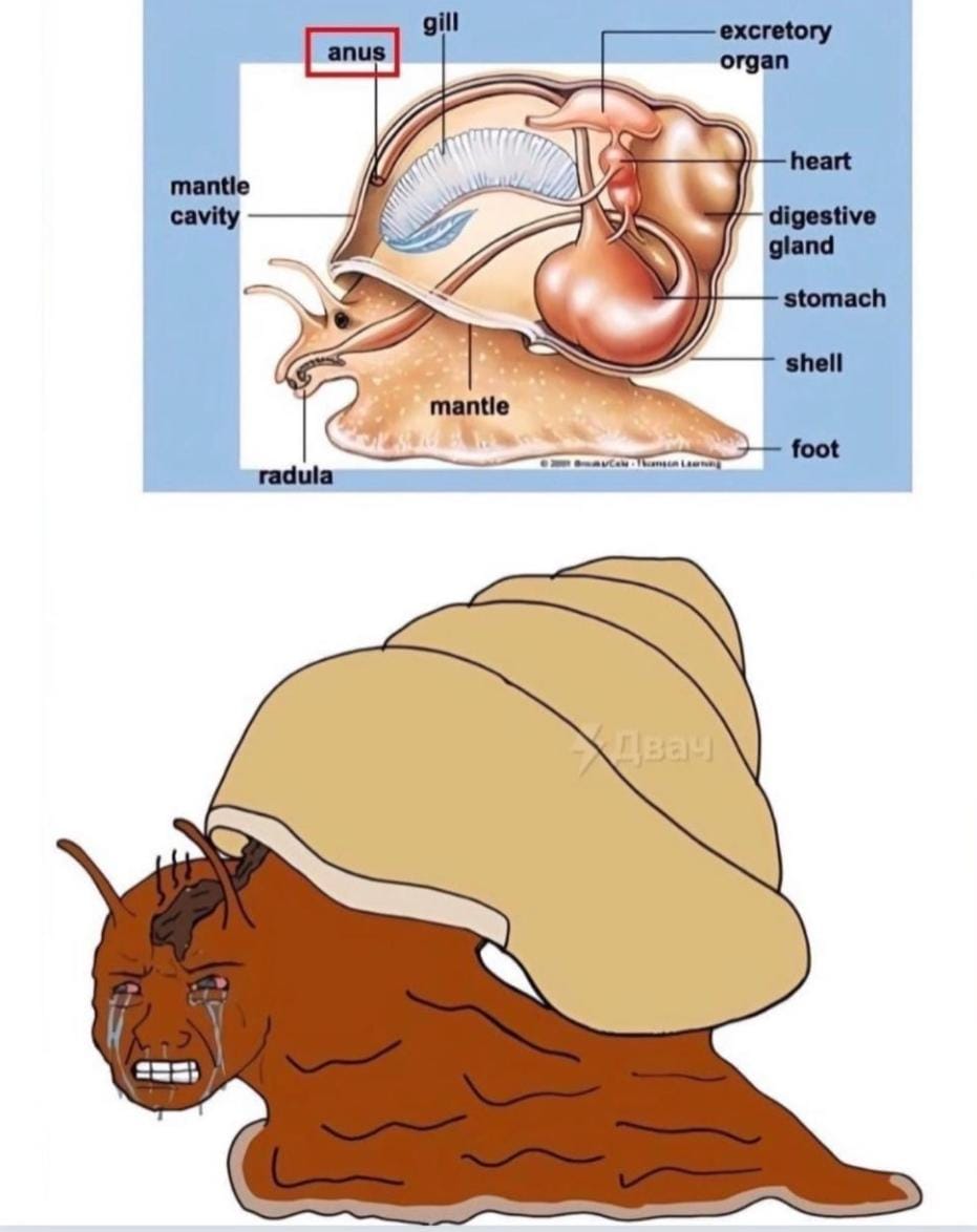 달팽이 항문 위치.jpg