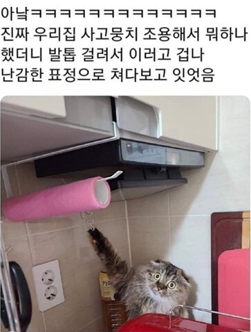 고양이 바보같은 점