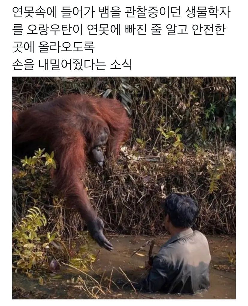 생물학자를 구해주려는 오랑우탄.jpg