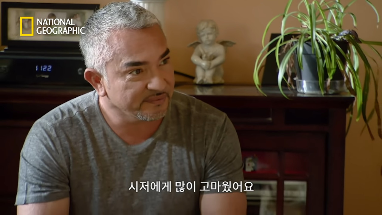 천조국 원조개통령 치와와 행동교정.jpg