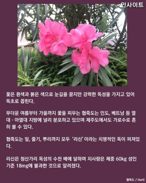 제주도에 흔히 보이는 이 꽃 입에 물고 인증샷 찍으면 절대 안 되는 이유 (협죽도)