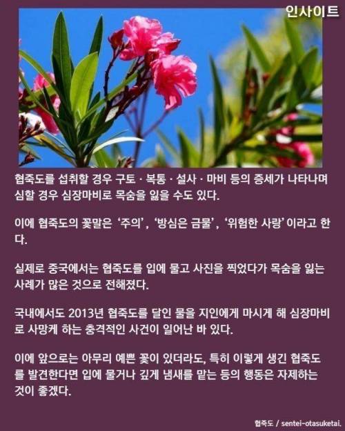 제주도에 흔히 보이는 이 꽃 입에 물고 인증샷 찍으면 절대 안 되는 이유 (협죽도)