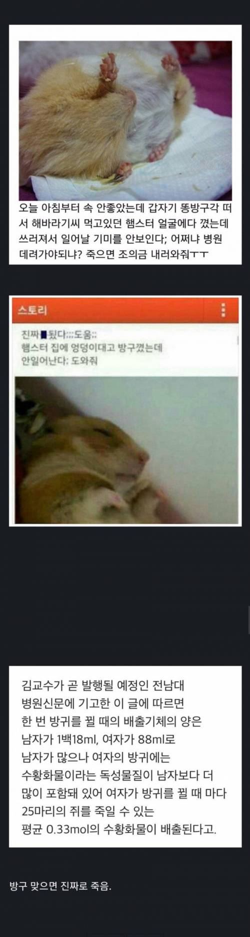 햄스터한테 방구 뀌면 안되는 이유