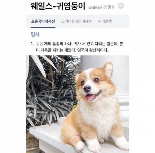 ✿ 웰시코기 한국어 정식명칭 ✿