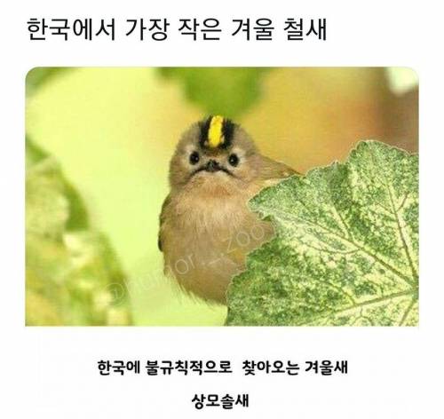 개붕이들을 닮은 작고 귀여운 새.jpg