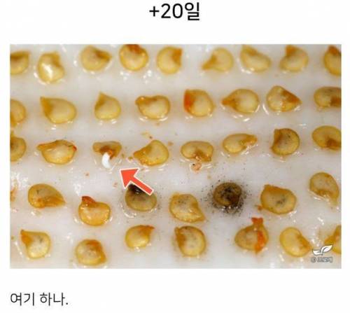 미쳐버린 드루이드와 그의 블로그 이웃들