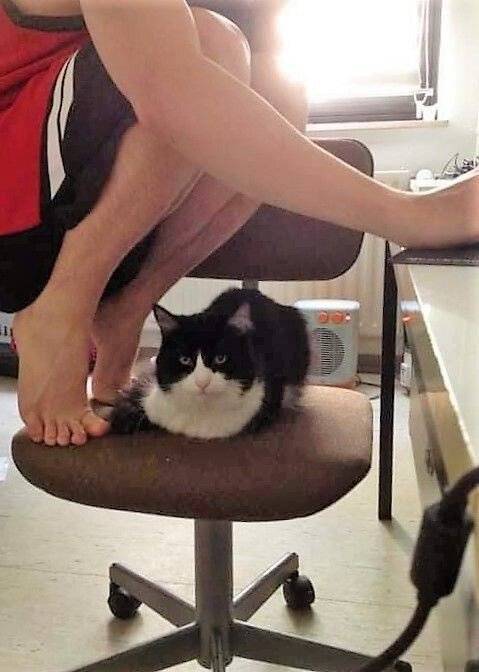 사이좋게 한 의자에 같이 앉아있는 고양이와 사람.twt