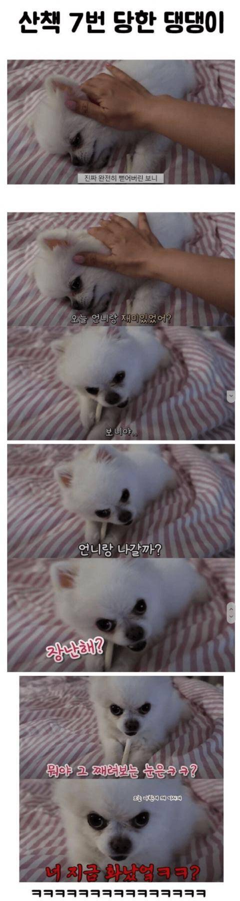 산책 7번 갔다온 강아지