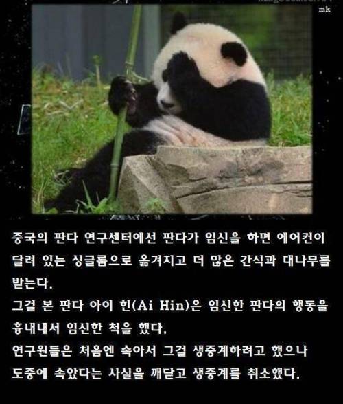 임신한 척을 한 판다