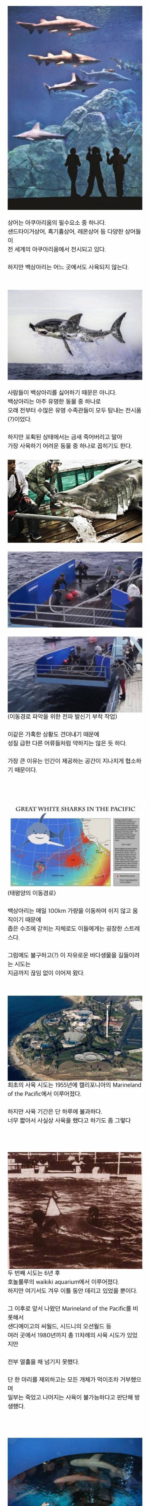 수족관에 백상아리가 없는이유.jpg