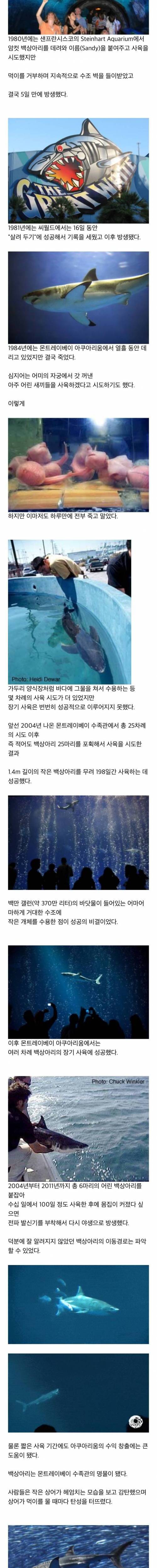수족관에 백상아리가 없는이유.jpg