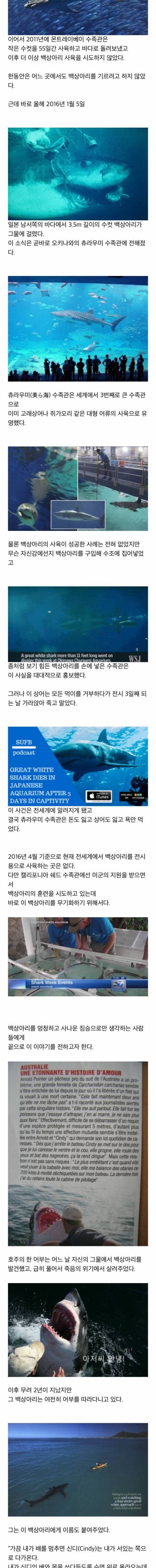 수족관에 백상아리가 없는이유.jpg