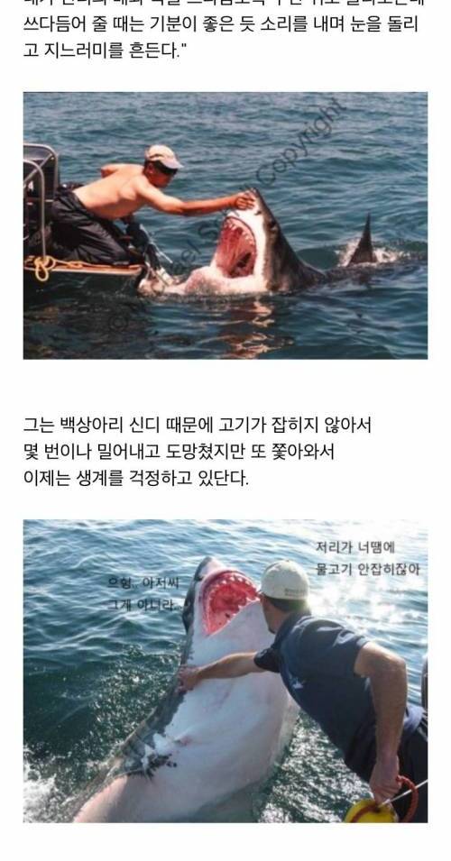 수족관에 백상아리가 없는이유.jpg