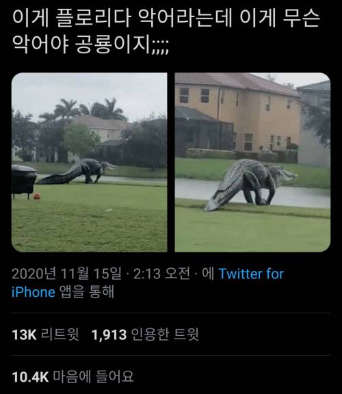 이게 플로리다 악어라는데 이게 무슨 악어야 공룡이지;;;;