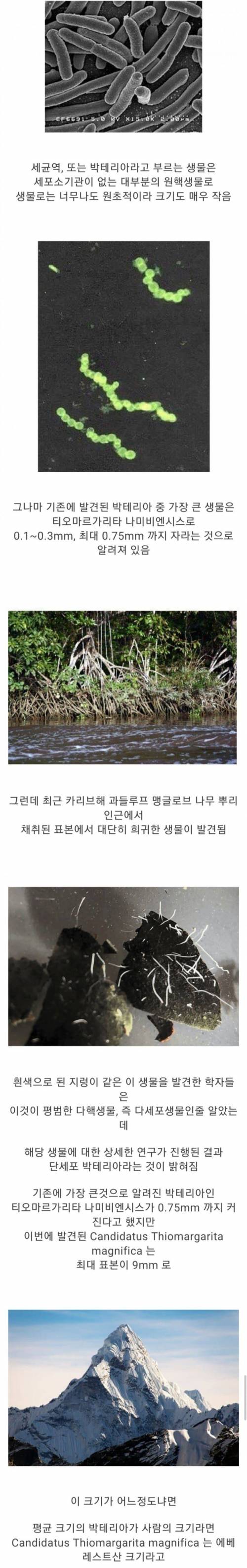 믿기 어려울 정도로 거대한 세균 발견