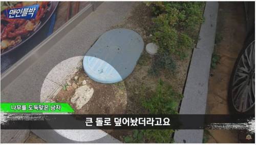 남의 화단 나무 뽑아가는 사람.jpg