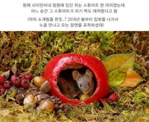 정원에서 쥐를 발견한 남자가 취한 행동 ,,,