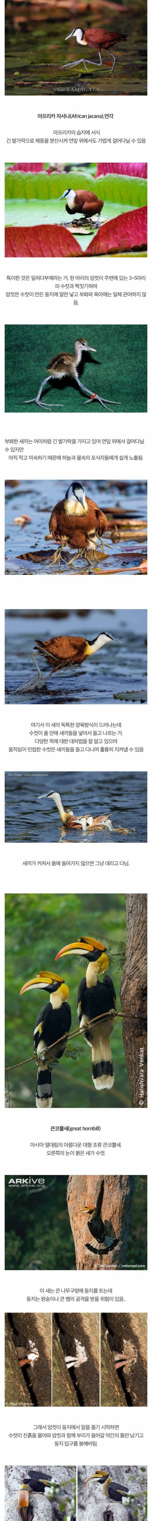 특이하게 번식하는 새들