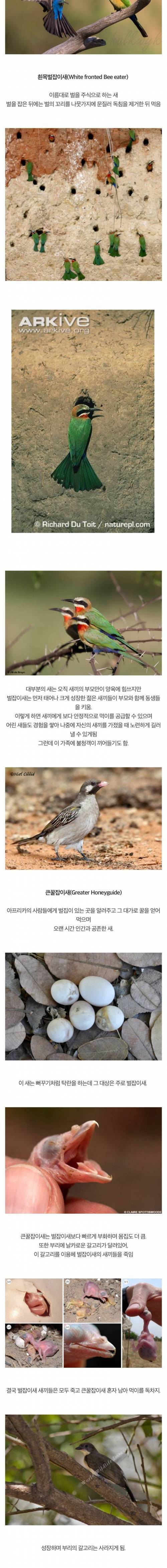 특이하게 번식하는 새들