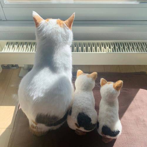 자기랑 똑같은 미니미 도플갱어즈가 있는 고양이...jpg