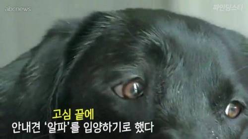 미국 한 고등학교 졸업앨범에 실린 댕댕이