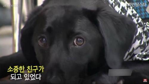 미국 한 고등학교 졸업앨범에 실린 댕댕이