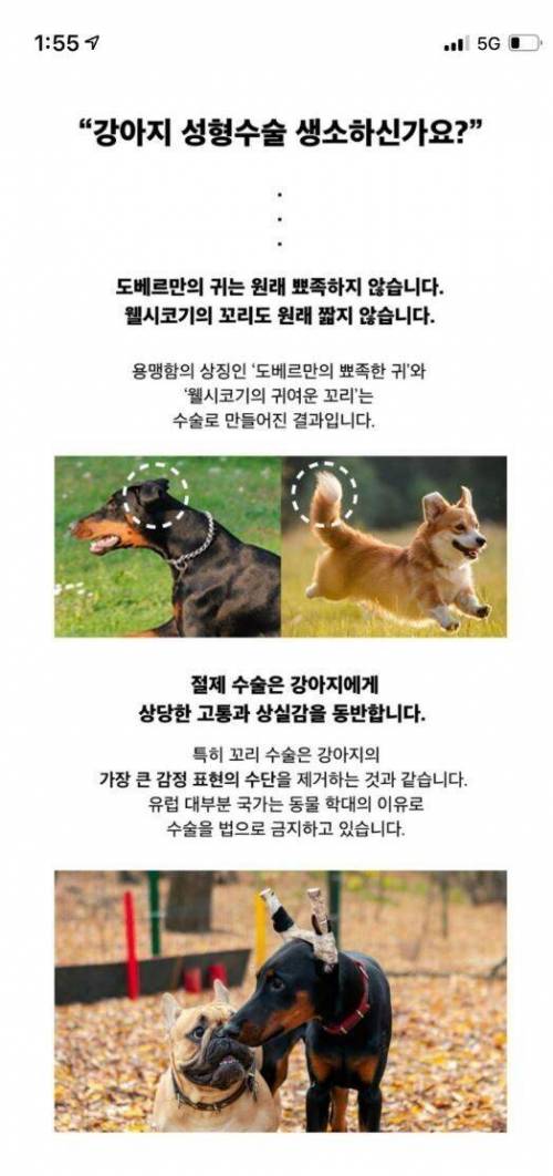 충격적인 지하철 강아지 성형광고