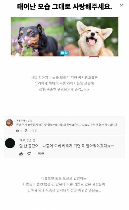 충격적인 지하철 강아지 성형광고