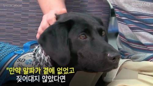 미국 한 고등학교 졸업앨범에 실린 댕댕이
