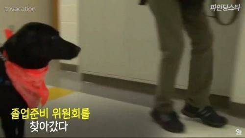 미국 한 고등학교 졸업앨범에 실린 댕댕이