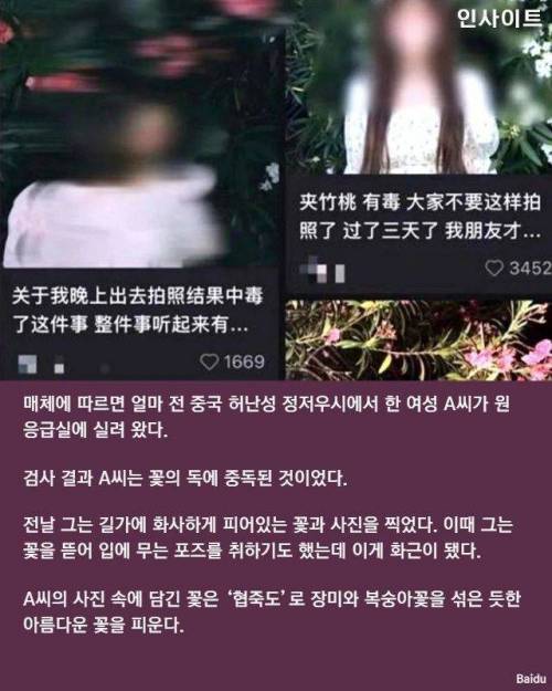 제주도에 흔히 보이는 이 꽃 입에 물고 인증샷 찍으면 절대 안 되는 이유 (협죽도)