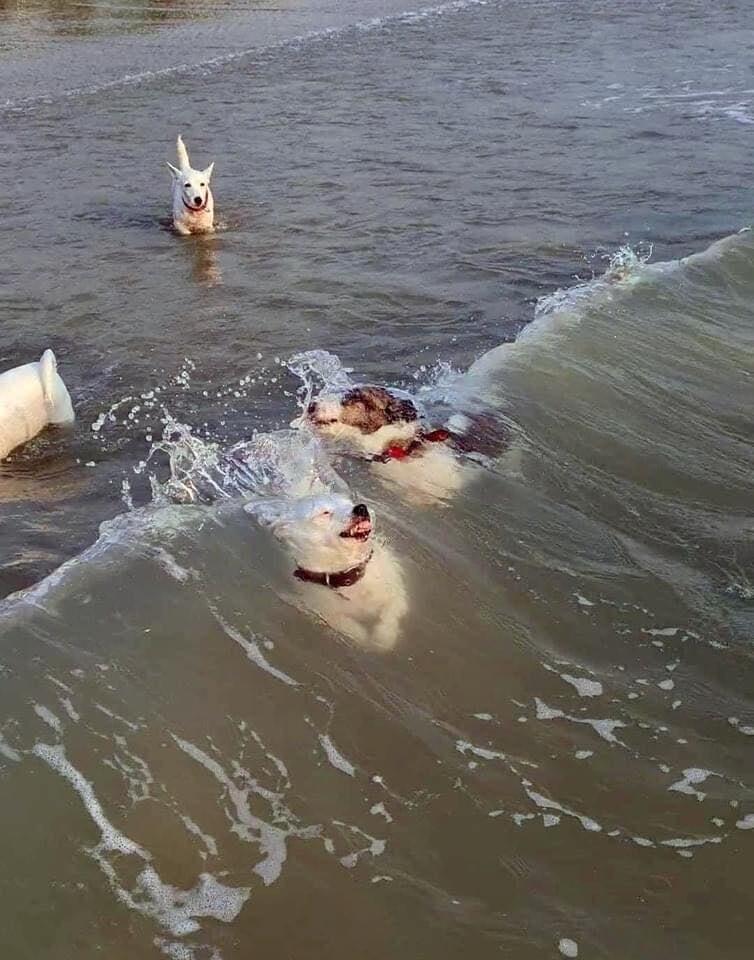 바닷가에 처음 간 개들.jpg