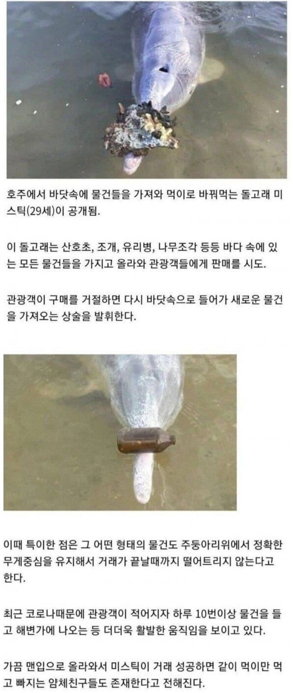 물물교환 돌고래.jpg