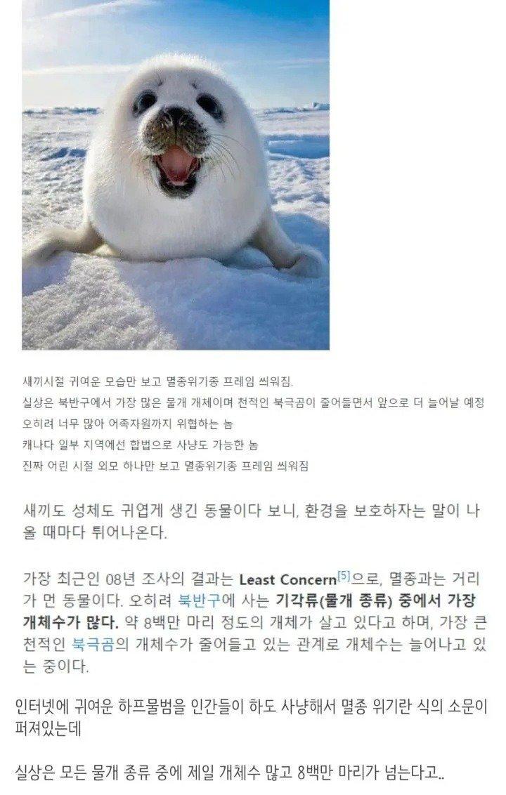 귀여워서 멸종 위기종으로 오해받는 동물