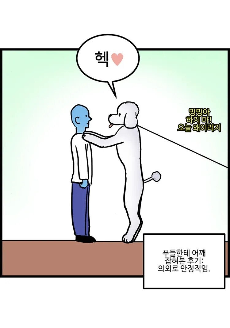 스탠다드 푸들의 위엄.jpg