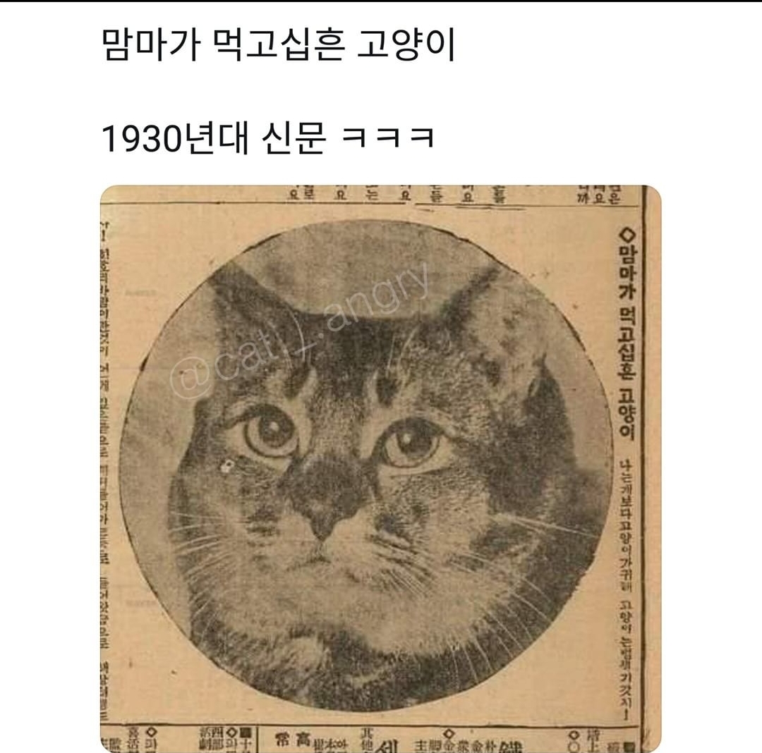 맘마가 먹고십흔 고양이