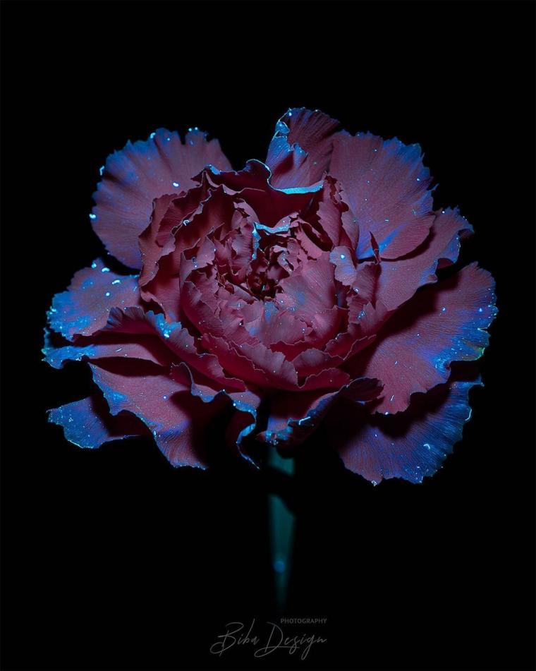 사람은 볼 수 없다는 자외선으로 찍은 꽃의 모습.jpg