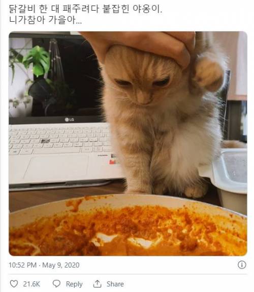 닭갈비 한 대 패주려다 붙잡힌 야옹이
