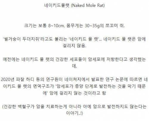 유일하게 암에 걸리지 않는다는 포유류.jpg