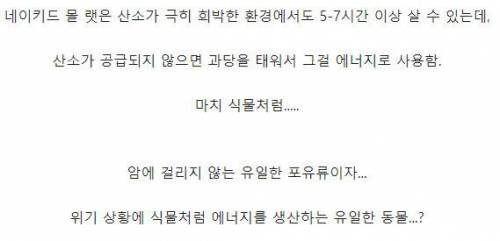 유일하게 암에 걸리지 않는다는 포유류.jpg
