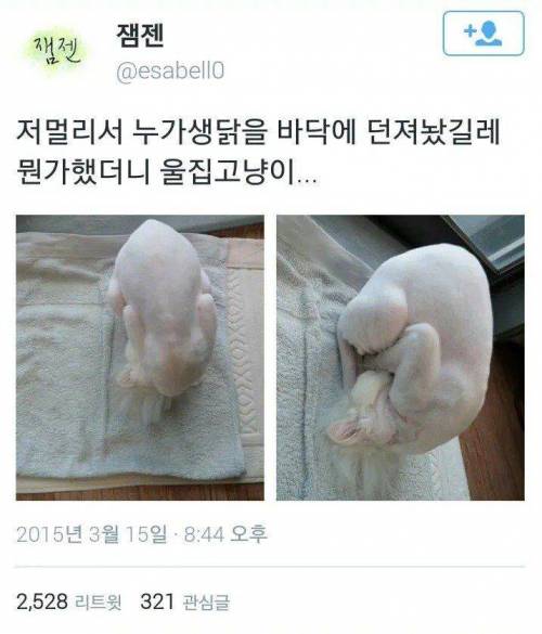 집에서키우는 생닭