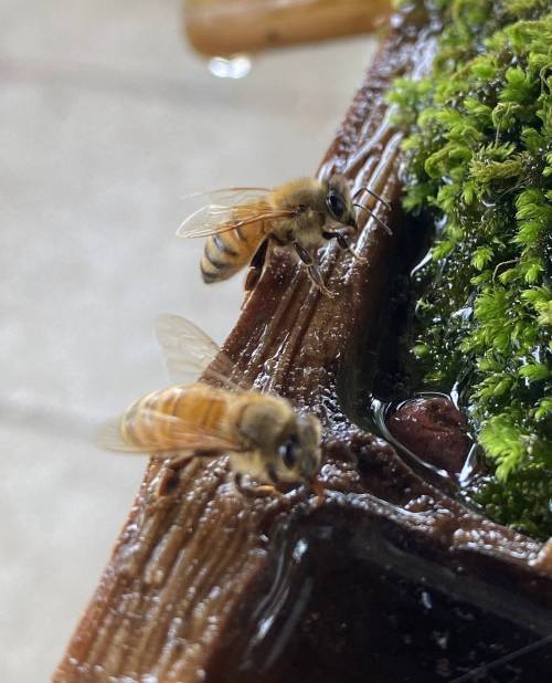 일본의 꿀벌 폭염쉼터