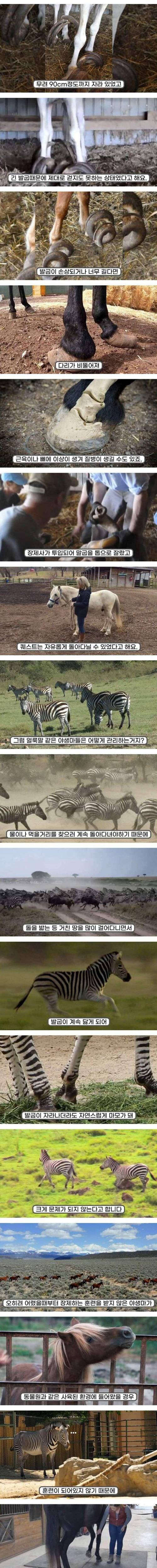 말발굽 관리를 꼭 해줘야 하는 이유