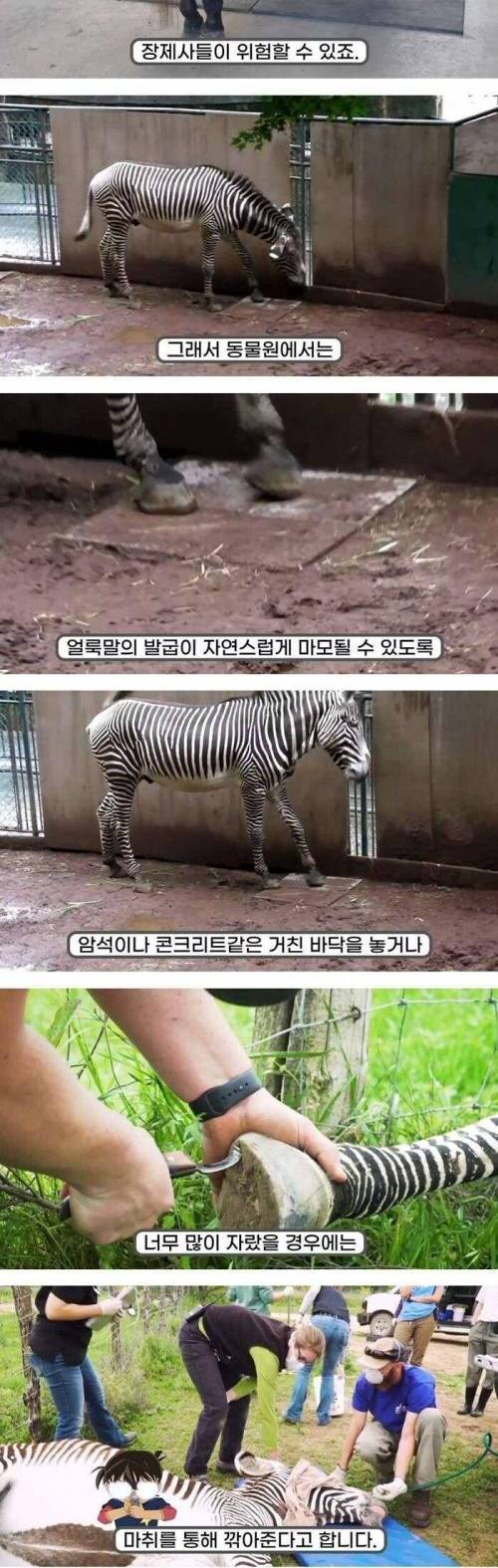 말발굽 관리를 꼭 해줘야 하는 이유