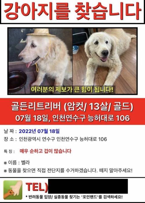 당근마켓에 올라온 실종된 강아지의 결말.jpg